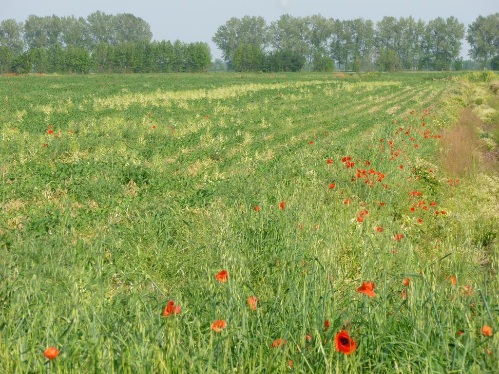 سان جورجيو دي مانتوفا Agriturismo Corte Rocca المظهر الخارجي الصورة